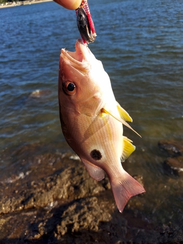 クロホシフエダイの釣果