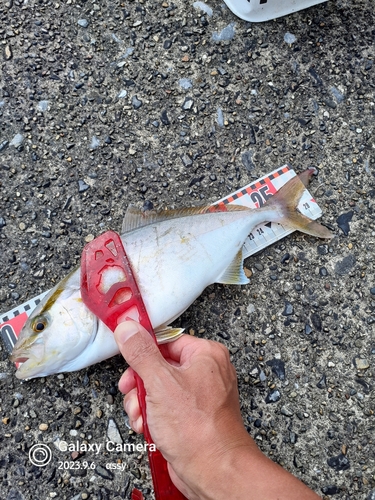 ショゴの釣果