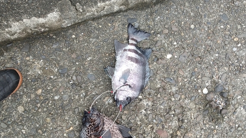 イシダイの釣果