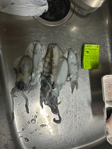 アオリイカの釣果