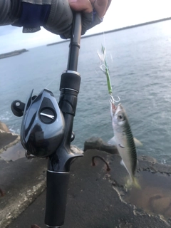 サバの釣果