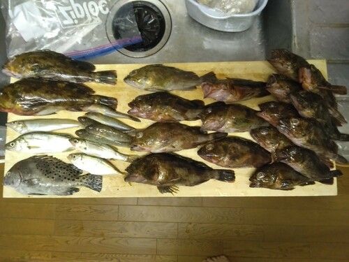 コショウダイの釣果