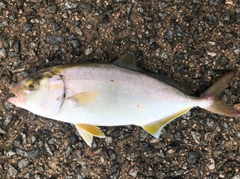 ショゴの釣果