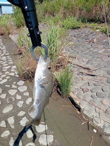 セイゴ（タイリクスズキ）の釣果