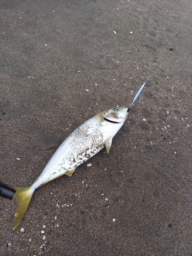 ワカシの釣果