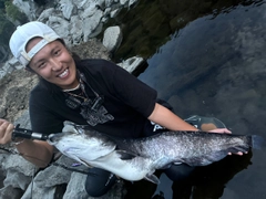 ビワコオオナマズの釣果