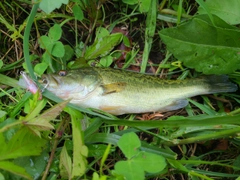 ラージマウスバスの釣果