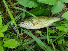 ラージマウスバスの釣果