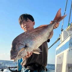 マダイの釣果