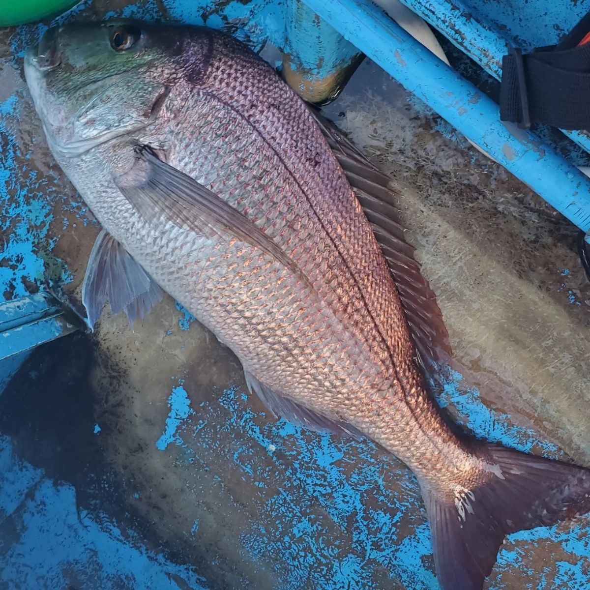 岡釣り🎣さんの釣果 2枚目の画像