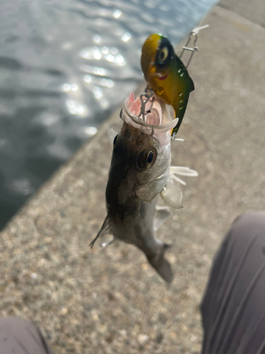 セイゴ（マルスズキ）の釣果