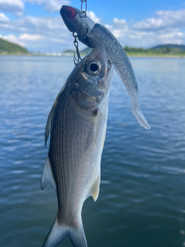 ツバメコノシロの釣果