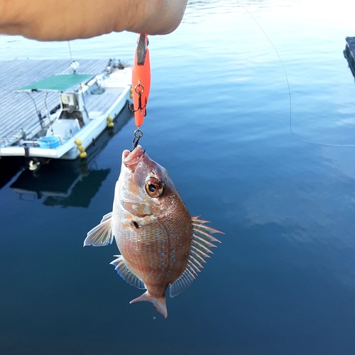 コダイの釣果