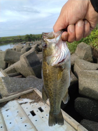 ラージマウスバスの釣果