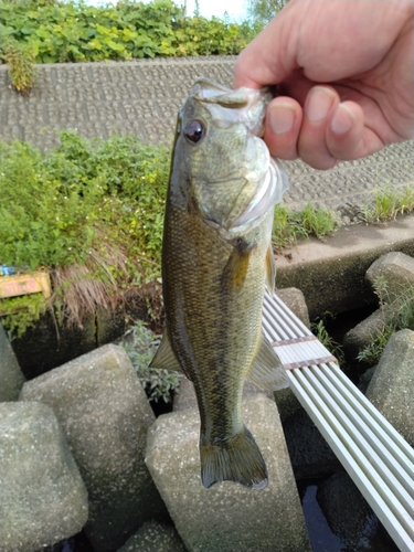 ラージマウスバスの釣果