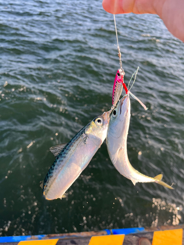 サバの釣果