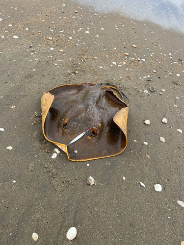 アカエイの釣果