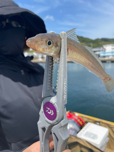 キスの釣果