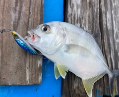 メッキの釣果