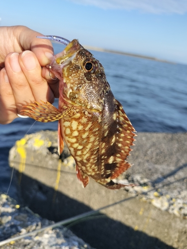 ガシラの釣果