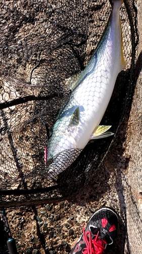 ブリの釣果