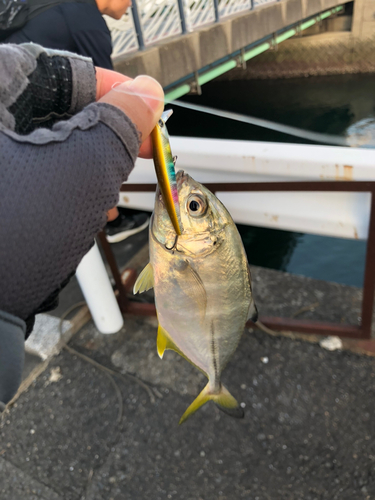 ギンガメアジの釣果