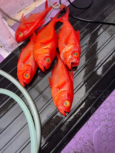 キンメダイの釣果