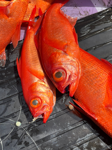 キンメダイの釣果