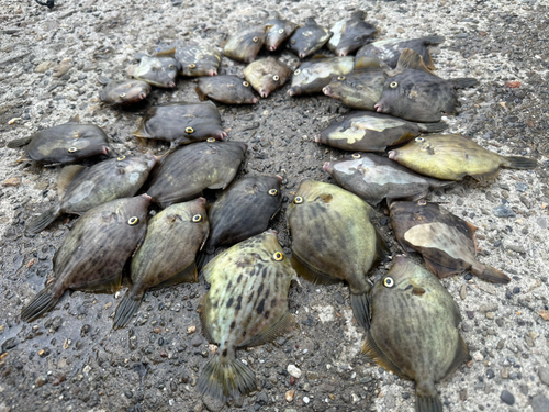 カワハギの釣果