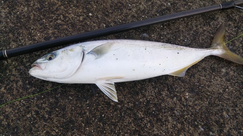 ショゴの釣果