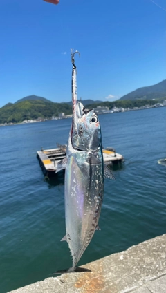 ソウダガツオの釣果