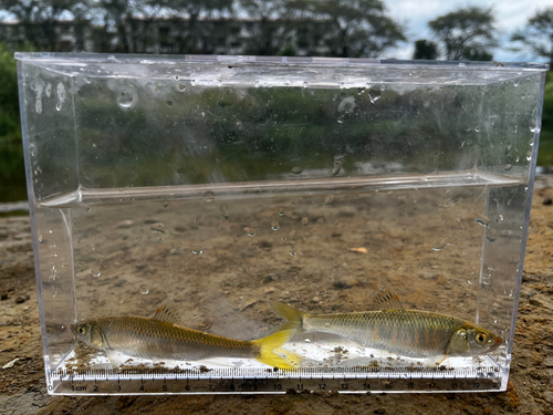 オイカワの釣果