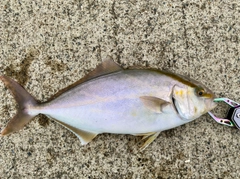 ショッコの釣果