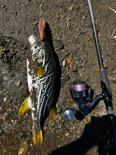 シマフグの釣果