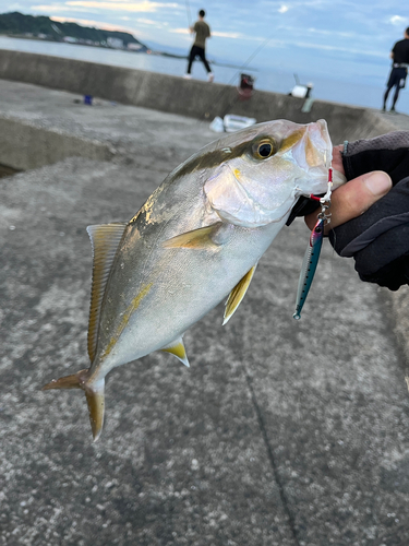 ネリゴの釣果