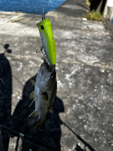 セイゴ（ヒラスズキ）の釣果