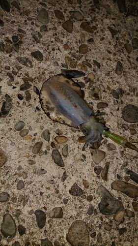 イカの釣果