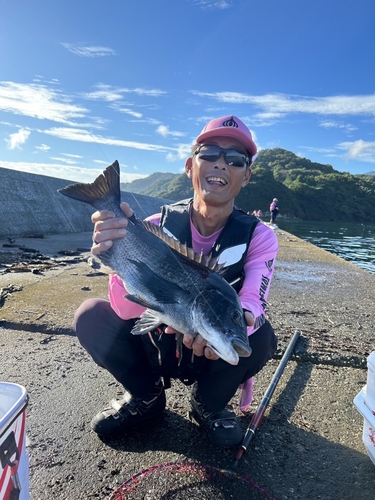 チヌの釣果