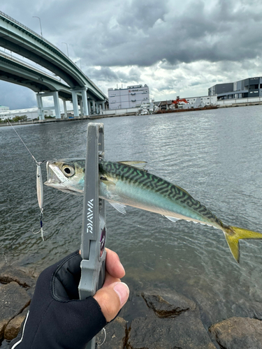 サバの釣果