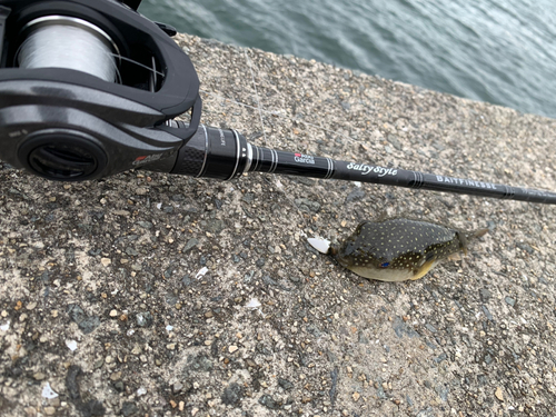 クサフグの釣果