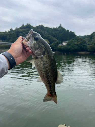 ラージマウスバスの釣果