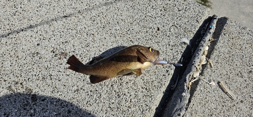 エゾメバルの釣果