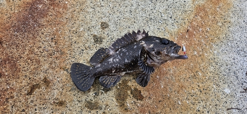 オウゴンムラソイの釣果