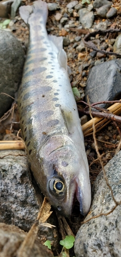 ヤマメの釣果