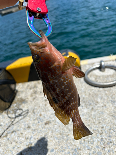 キジハタの釣果