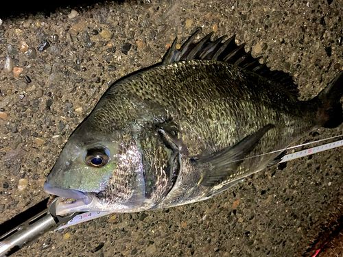 クロダイの釣果