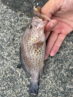 オオモンハタの釣果