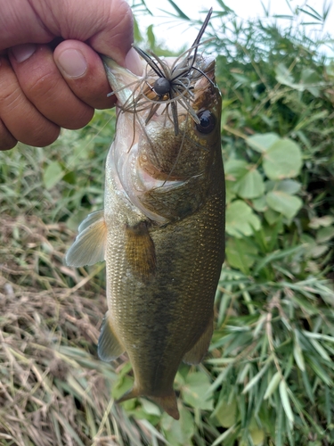 ラージマウスバスの釣果