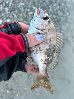 チャリコの釣果