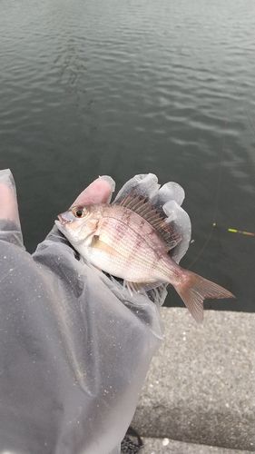 チャリコの釣果